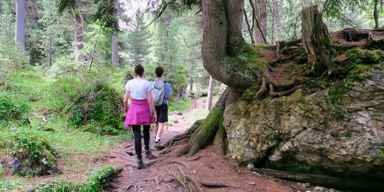 Wegen der Terpene ist Wandern im Wald besonders gesund.