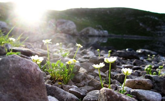 Alpen-Hahnenfuß in der Morgensonne am Stuibensee im Wettersteingebirge