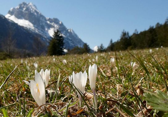 In den Nordalpen blühen die Krokusse meist im Mai