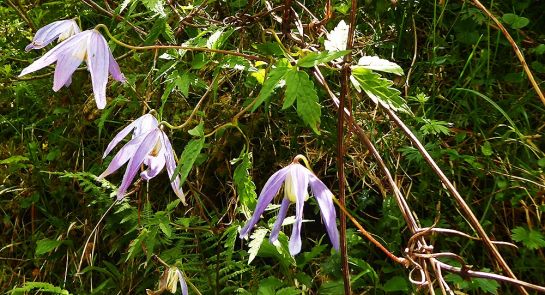 Alpen-Waldrebe (Clematis alpina)