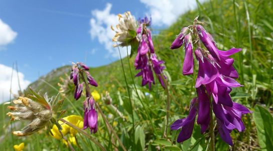 Der Alpen-Süßklee ist eine der wertvollsten Alpenfutterpflanzen
