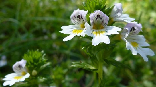 Augentrost - Euphrasia