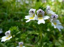 Augentrost - gut für die Augen