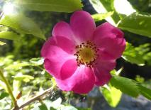 Bergrose - betörend schön