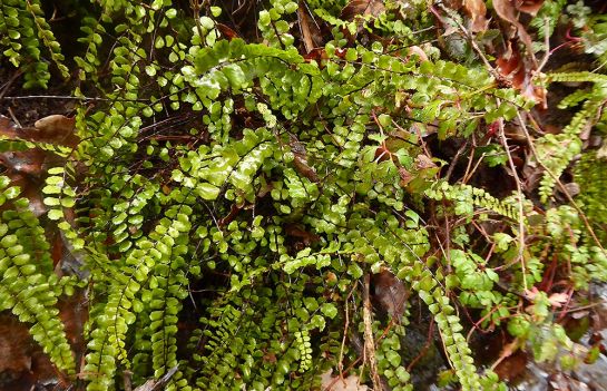 Braunstieliger Streifenfarn