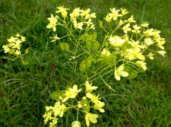 Das Brillenschötchen
