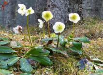 Christrose - eine Winterpflanze