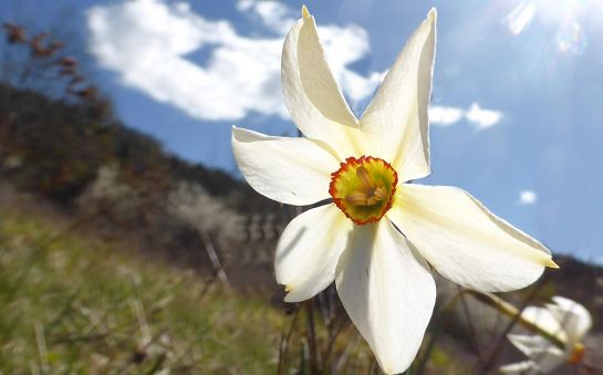 Dichternarzisse hat eine wunderschöne Blüte