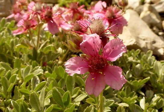 Dolomiten-Fingerkraut - ein sog. Endemit