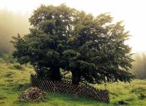 Eibe - Gift und Nutzen