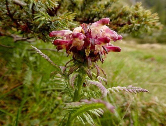 Gestutztes Läusekraut Alpenblume