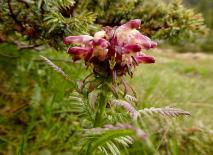 Gestutztes Läusekraut