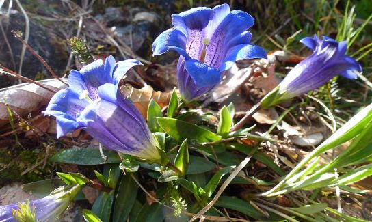 (Kalk-) Glockenenzian - Echter Alpenenzian