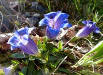 (Kalk-) Glockenenzian - Echter Alpenenzian