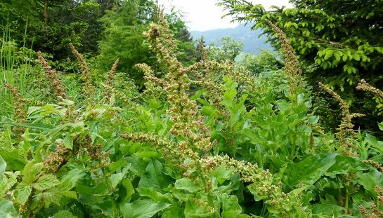 Guter Heinrich - Wildgemüse