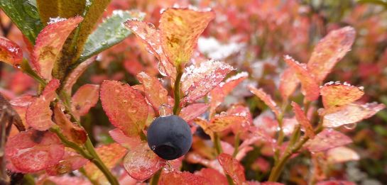 Heidelbeere im Herbst