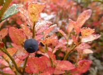 Heidelbeere (Blaubeere)