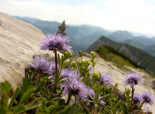 Eine Herzblättrige Kugelblume am Schafreiter im Karwendel