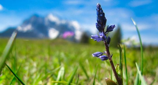 Die Blüten des Kreuzblümchens können in einem breiten Farbspektrum von blau bis violett erblühen.