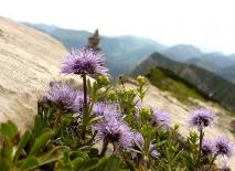 Herzblättrige Kugelblume