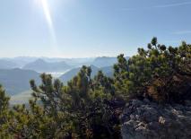 Latsche - Bergkiefer (Latschenkiefer)