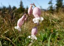 Aufgeblasenes Leimkraut