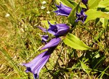 Schwalbenwurz-Enzian