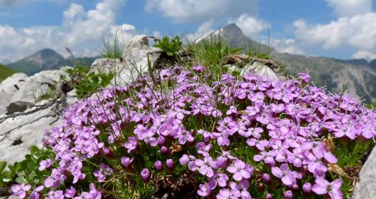 Zartrosa Blütenpolster des Stängellosen Leimkrauts in den Lechtaler Alpen.