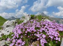 Stängelloses Leimkraut