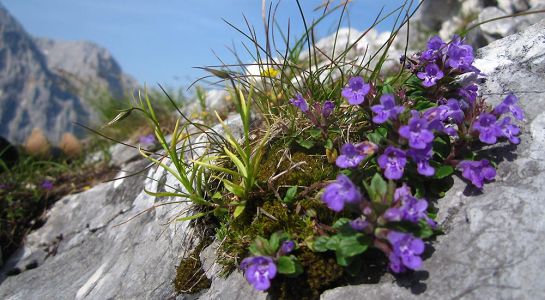 Steinquendel am Gaifgrat im Wettersteingebirge