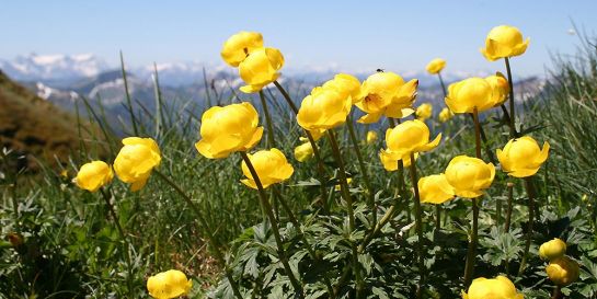 Trollblume - Bild: Adobe Stock / Marion Neuhauß #238649