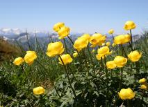 Trollblume - verträgt Höhenluft