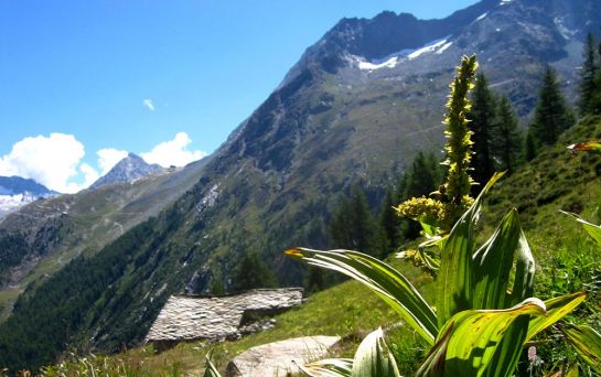 Der Weißer Germer breitet sich häufig auf verlassenen Almen aus.
