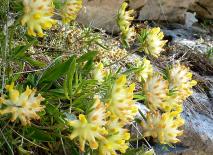 Wundklee - eine Pionierpflanze