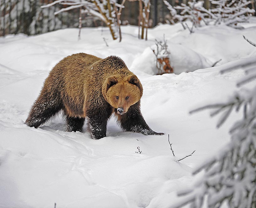 DER BÄR ist wieder da!