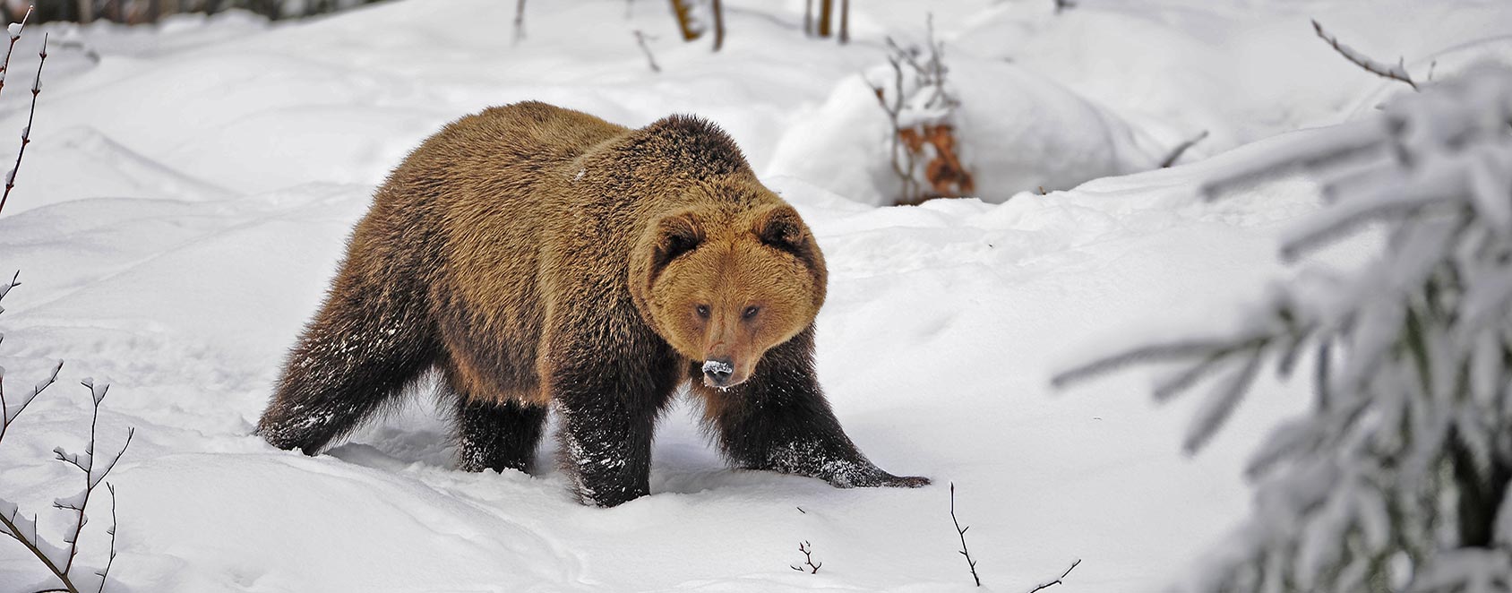 DER BÄR ist wieder da!