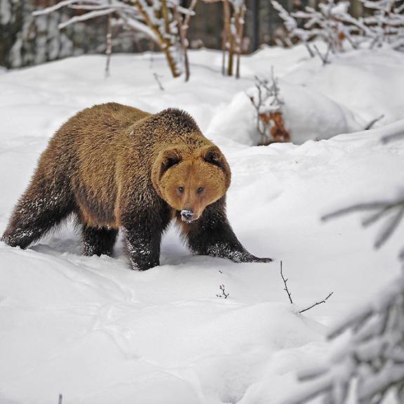 DER BÄR ist wieder da!