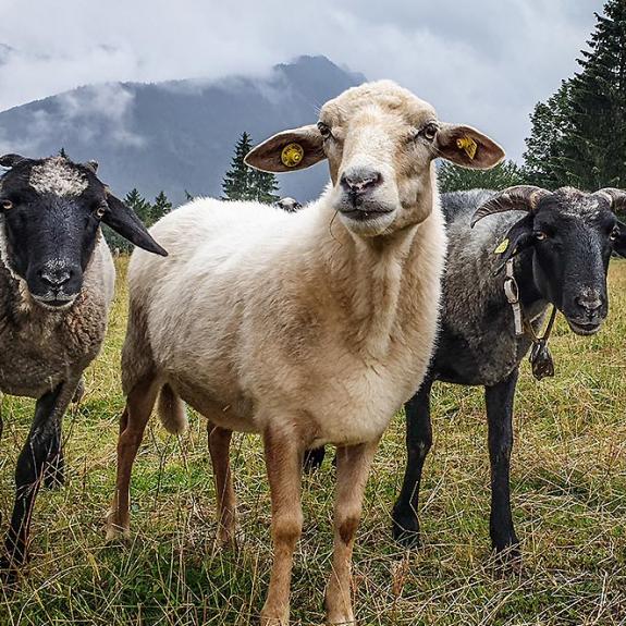 ALPINE SATIRE - Frühjahrsskitour