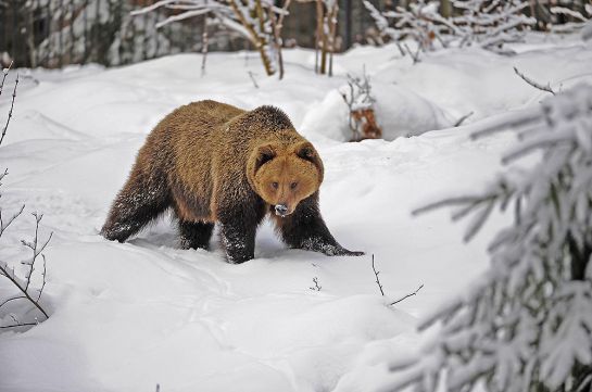 Ein Braunbär im Schnee - Bild: © Xaver Klaussner #28980180 (Adobe Stock)