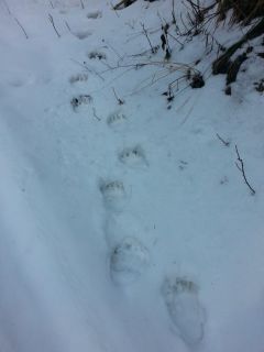 Im Grenzgebiet zwischen Bayern und Tirol wurden sogenannte Trittsiegel gesichtet.