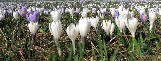 Blühende Krokuswiese - der Lohn für wenig Schlaf