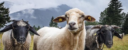 Bin ich eigentlich ein Schaf?!