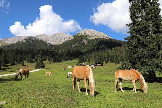 Idyllische Hochwanner Bike und Hike Tour