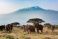 Kilimanjaro - Bild ©khanbm52 #100418826 (Adobe Stock)