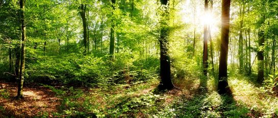 Die Kraft des Waldes spüren - Bild: John Smith #122790879 (Adobe Stocke)