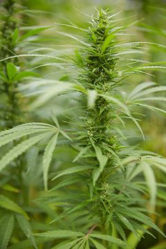 SALEWA_Hanfanbau_Vintl_Sütirol_29082019_Credit_Mary_Goldau2058