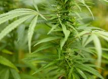 Hanf Bergsportbekleidung von Salewa